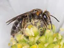 Andrena alleghaniensis - photo 3