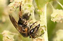 Andrena alleghaniensis - photo 4