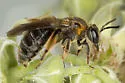 Andrena alleghaniensis - photo 5