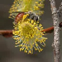 Andrena andrenoides