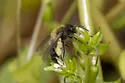 Andrena anisochlora