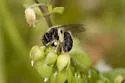 Andrena anisochlora - photo 2