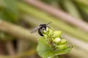Andrena anisochlora - photo 3
