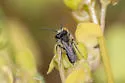Andrena anisochlora - photo 4