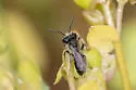 Andrena anisochlora - photo 5