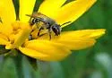Andrena apacheorum