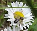 Andrena apacheorum - photo 2