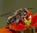 Andrena apacheorum - photo 3