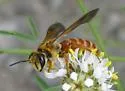 Andrena argemonis