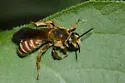 Andrena argemonis - photo 2