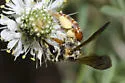 Andrena argemonis - photo 3