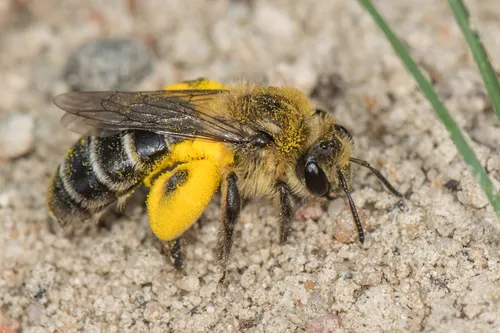Aster Miner Bee