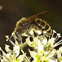 Death Camas Miner Bee