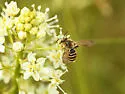 Death Camas Miner Bee - photo 2
