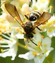 Death Camas Miner Bee - photo 3