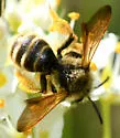 Death Camas Miner Bee - photo 4