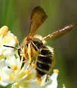 Death Camas Miner Bee - photo 5