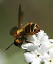 Andrena auricoma - photo 2