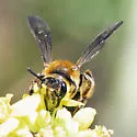 Andrena auricoma - photo 3