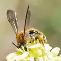 Andrena auricoma - photo 4