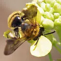 Andrena auricoma - photo 5