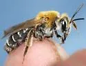 Banks' Miner Bee - photo 2