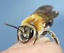 Banks' Miner Bee - photo 3