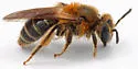 Banks' Miner Bee - photo 4