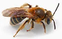 Banks' Miner Bee - photo 5