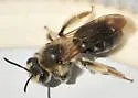 Andrena barbara - photo 2