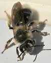 Andrena barbara - photo 3