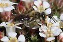 Andrena barbara - photo 4
