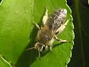 Andrena barbilabris - Andrena barbilabris