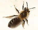 Andrena barbilabris - photo 2