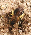 Andrena barbilabris - photo 3