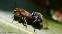 Andrena barbilabris - photo 4