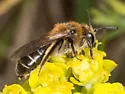 Andrena barbilabris - photo 5