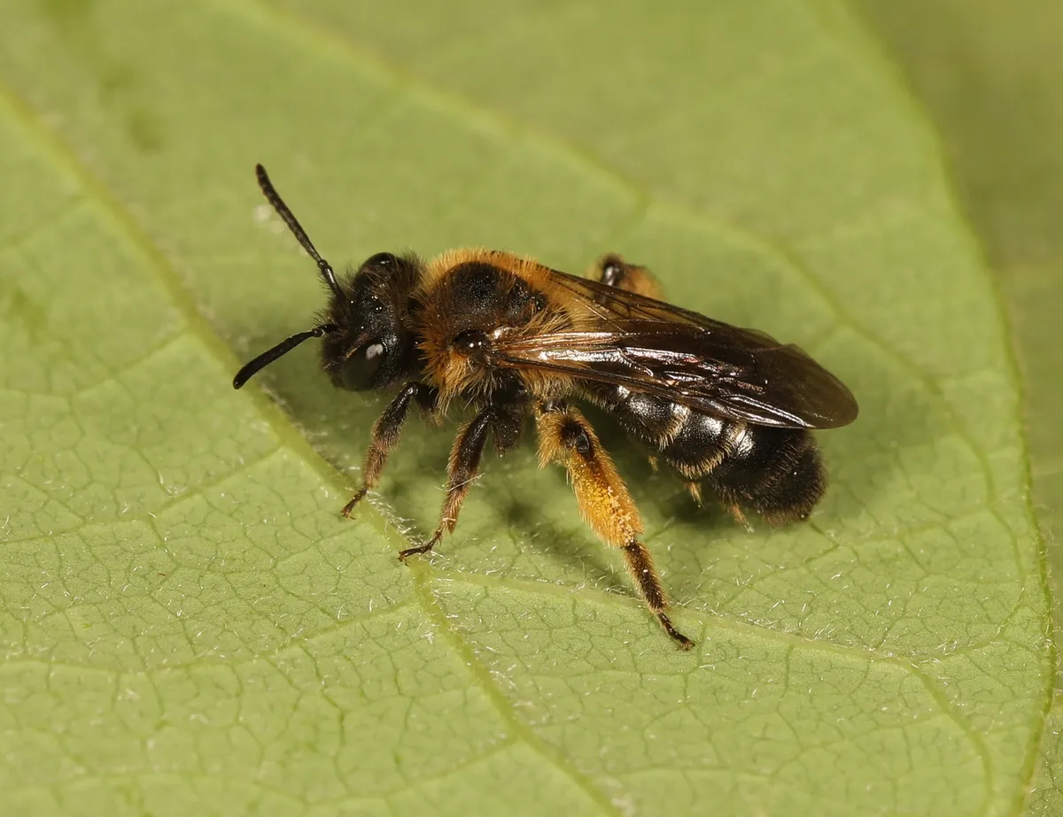 Andrena bicolor - photo 3