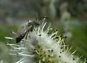 Andrena bisalicis