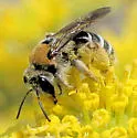Andrena biscutellata - Andrena biscutellata