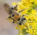 Andrena biscutellata - photo 2