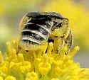 Andrena biscutellata - photo 3