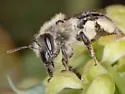 Andrena bradleyi - photo 2