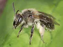 Andrena bradleyi - photo 3