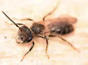 Andrena bradleyi - photo 5
