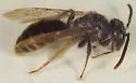 Andrena brevipalpis - photo 2