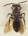 Andrena brevipalpis - photo 3