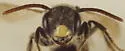 Andrena brevipalpis - photo 4