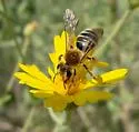 Andrena brooksi