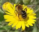 Andrena brooksi - photo 2